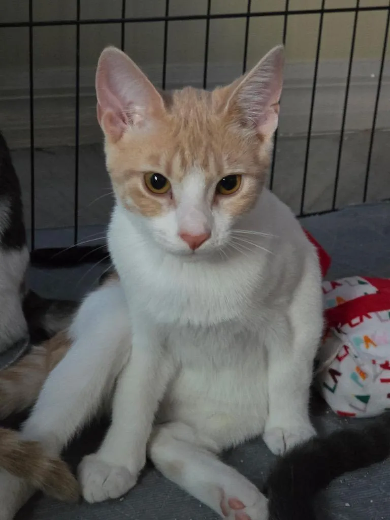 A baby medium-sized male Domestic Short Hair cat named Cooper for adoption in Tampa, FL