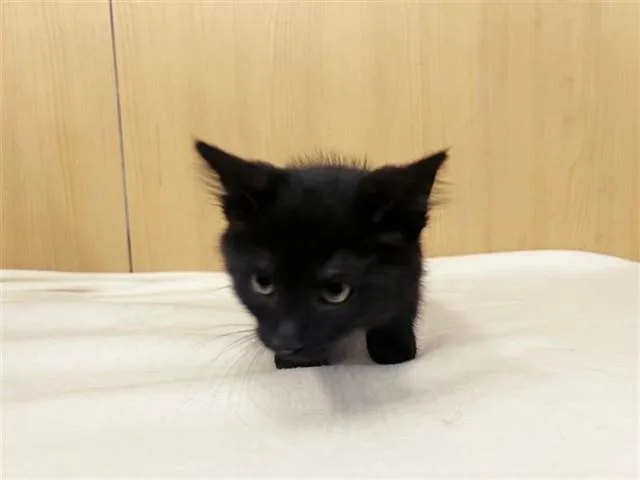 A baby small-sized male Domestic Medium Hair cat named Lassie for adoption in Saint Louis, MO