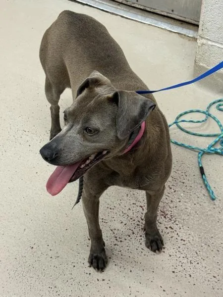 An adult medium-sized female Labrador Retriever dog named Chelsea for adoption in Marietta, GA