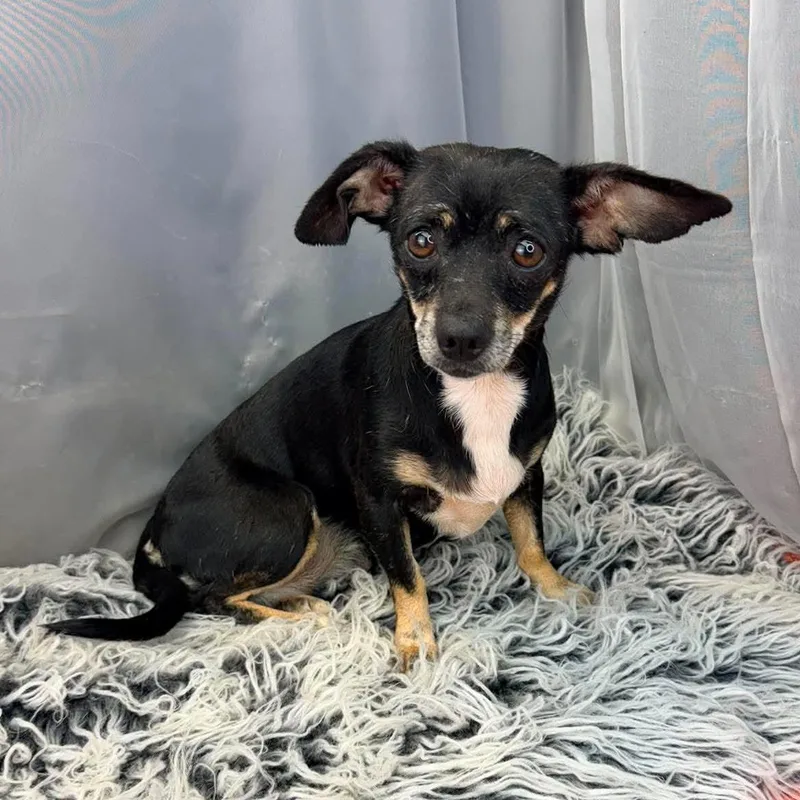 An adult small-sized female Tricolor (Brown, Black, & White) Chihuahua dog named Astra for adoption in Foley, AL