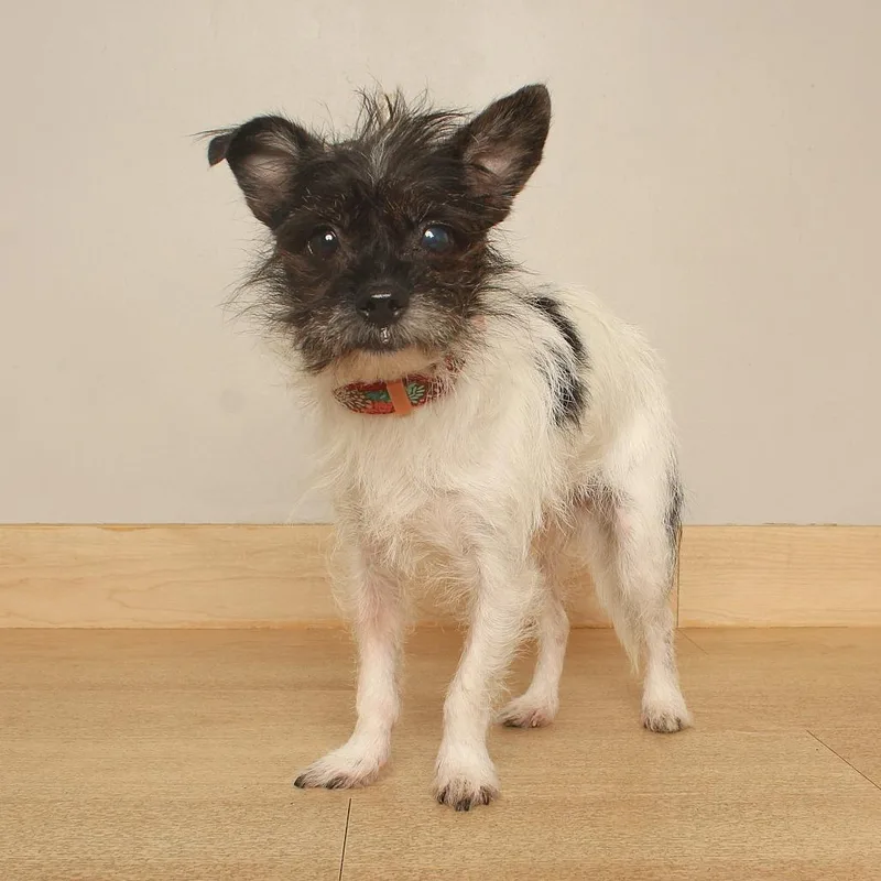 A young small-sized male Chihuahua dog named SpikeLee D for adoption in Minnetonka, MN