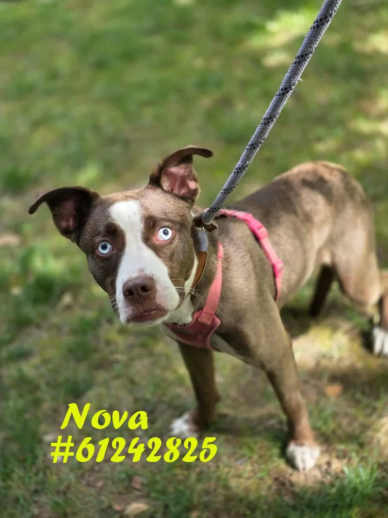 Nova