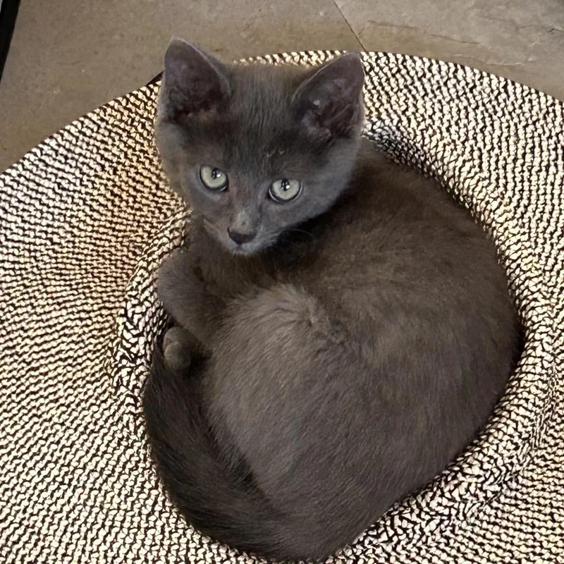 A baby small-sized male Gray / Blue / Silver Domestic Short Hair cat named Whidbey for adoption in Fayetteville, GA