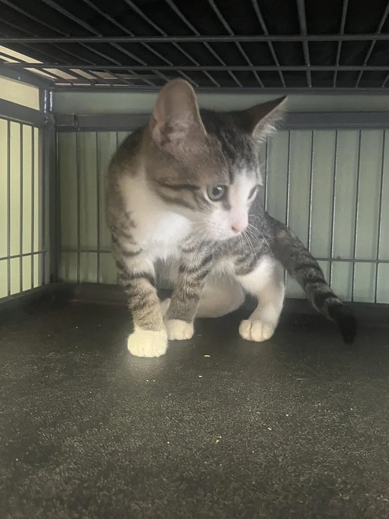 A baby medium-sized male Domestic Short Hair cat named Bowie for adoption in Broomall, PA