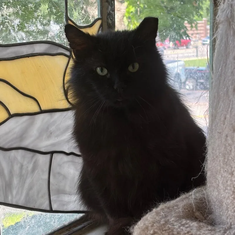 King Kong thumbnail 2