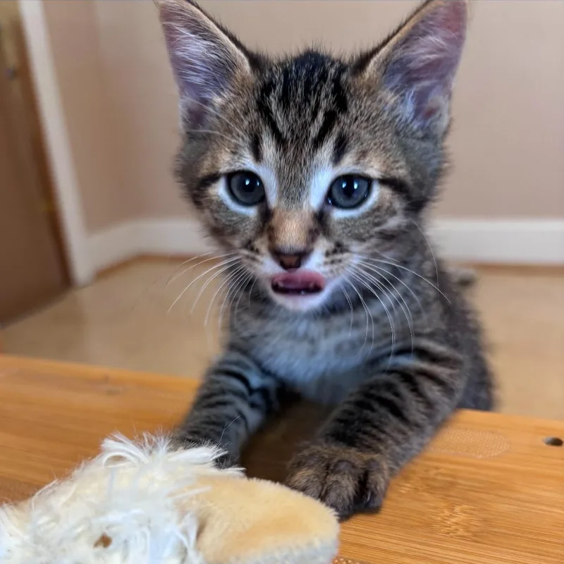 A baby medium-sized male Tabby (Tiger Striped) Domestic Short Hair cat named Otis for adoption in Wyandotte, MI