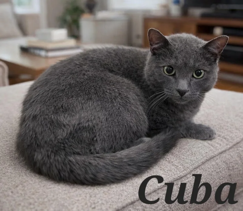 A young medium-sized male Gray / Blue / Silver Domestic Short Hair cat named Cuba for adoption in Monroeville, PA