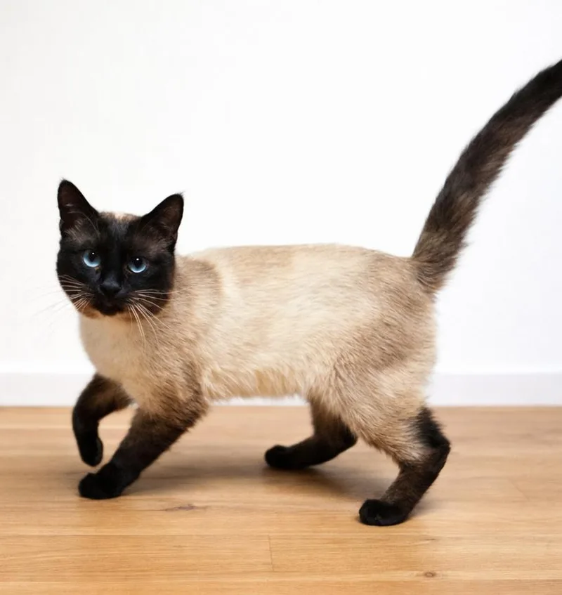 An adult medium-sized male Siamese cat named Siber for adoption in Homer Glen, IL
