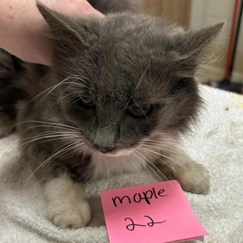 An adult medium-sized male White Domestic Long Hair cat named Newt for adoption in Bristol, IN