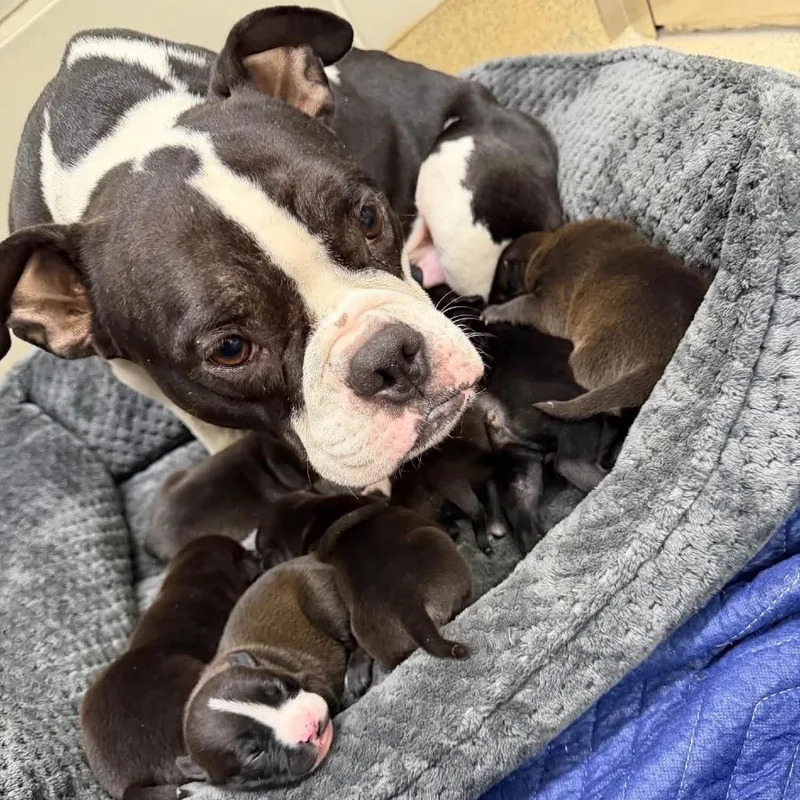 A baby medium-sized female Black Boston Terrier dog named Gilly Magic for adoption in Allen, TX