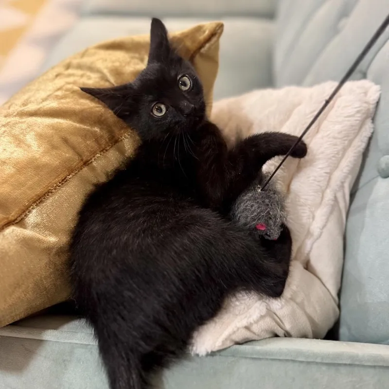 A baby small-sized male Black Domestic Short Hair cat named Inky for adoption in Fairfax Station, VA