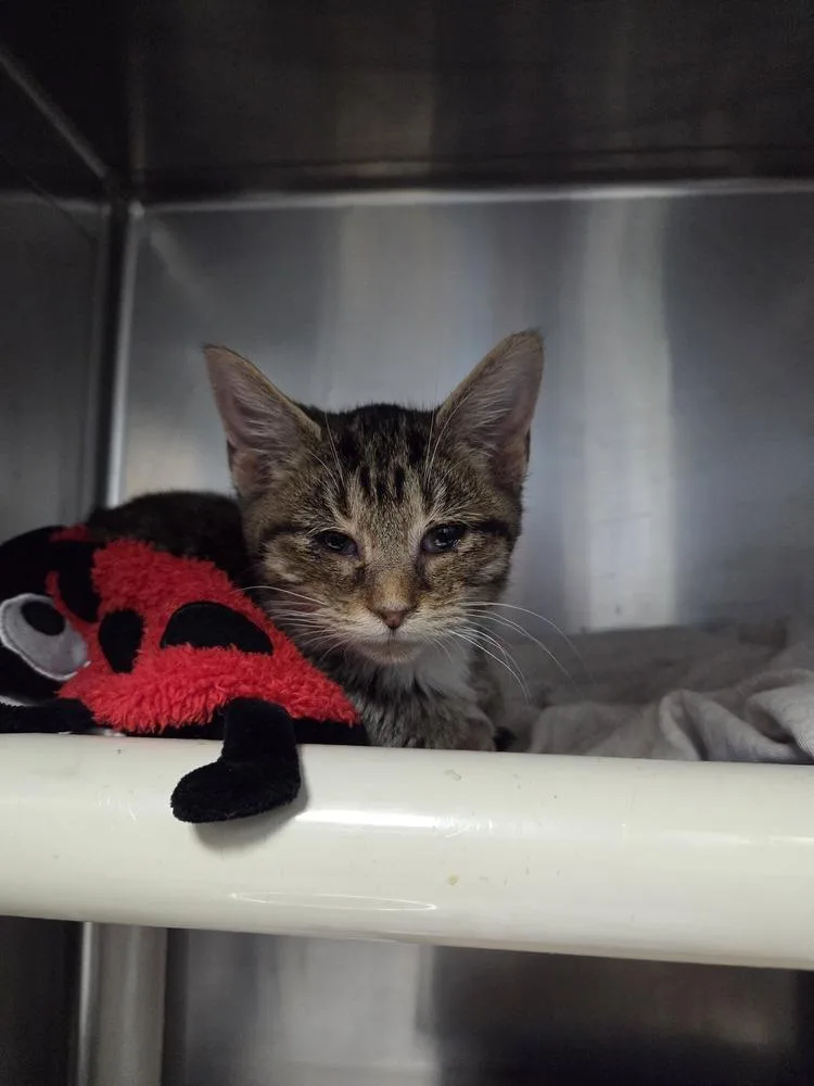 A young small-sized female Domestic Short Hair cat named Camo for adoption in Evansville, IN