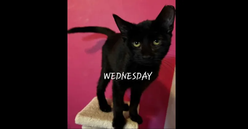 Wednesday thumbnail 2