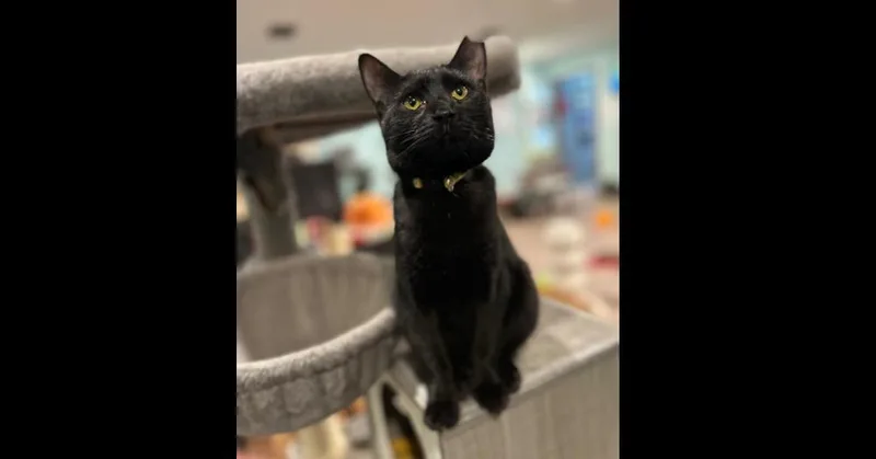 Wednesday thumbnail 4