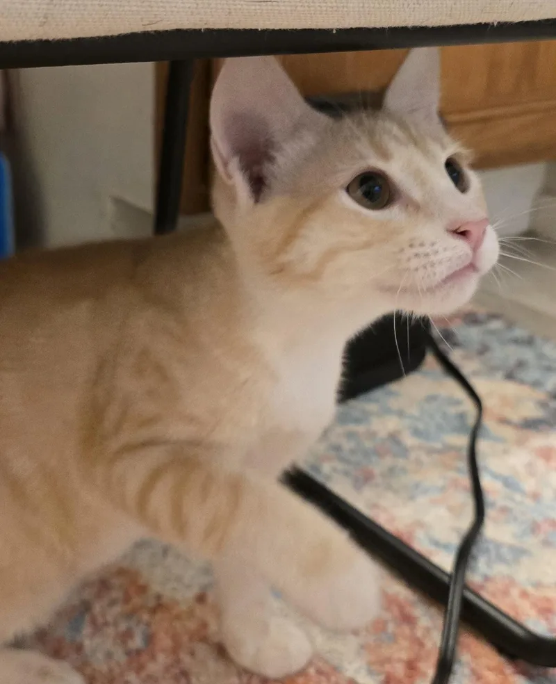 Haskel Ort thumbnail 2