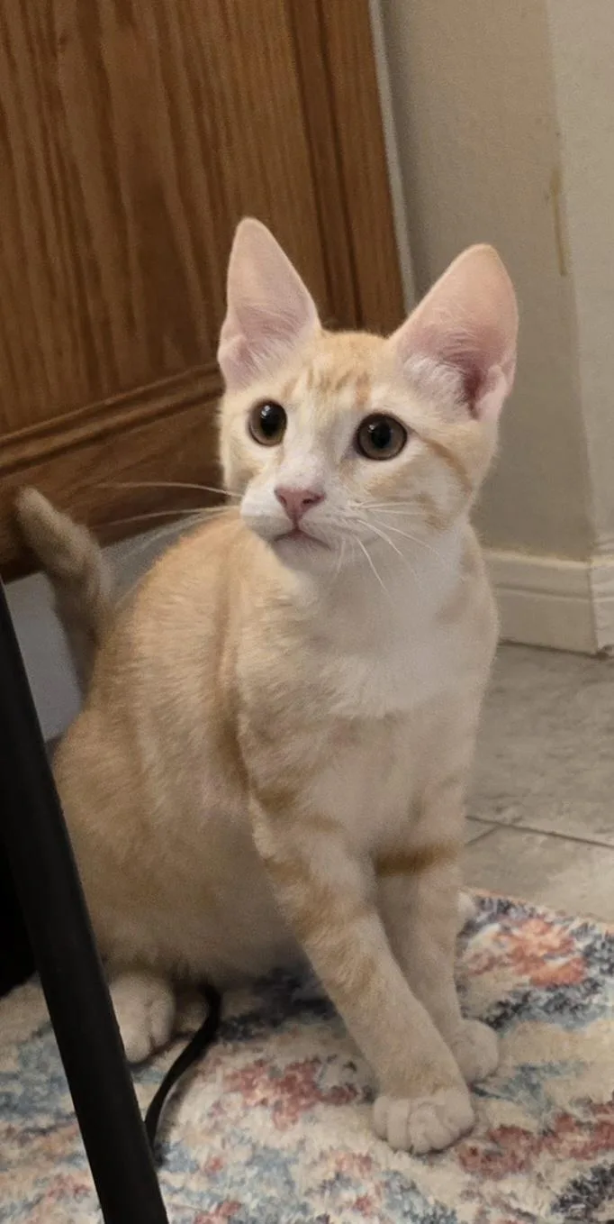 Haskel Ort thumbnail 3