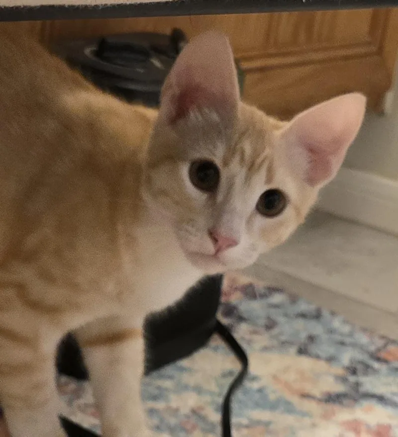 Haskel Ort thumbnail 4