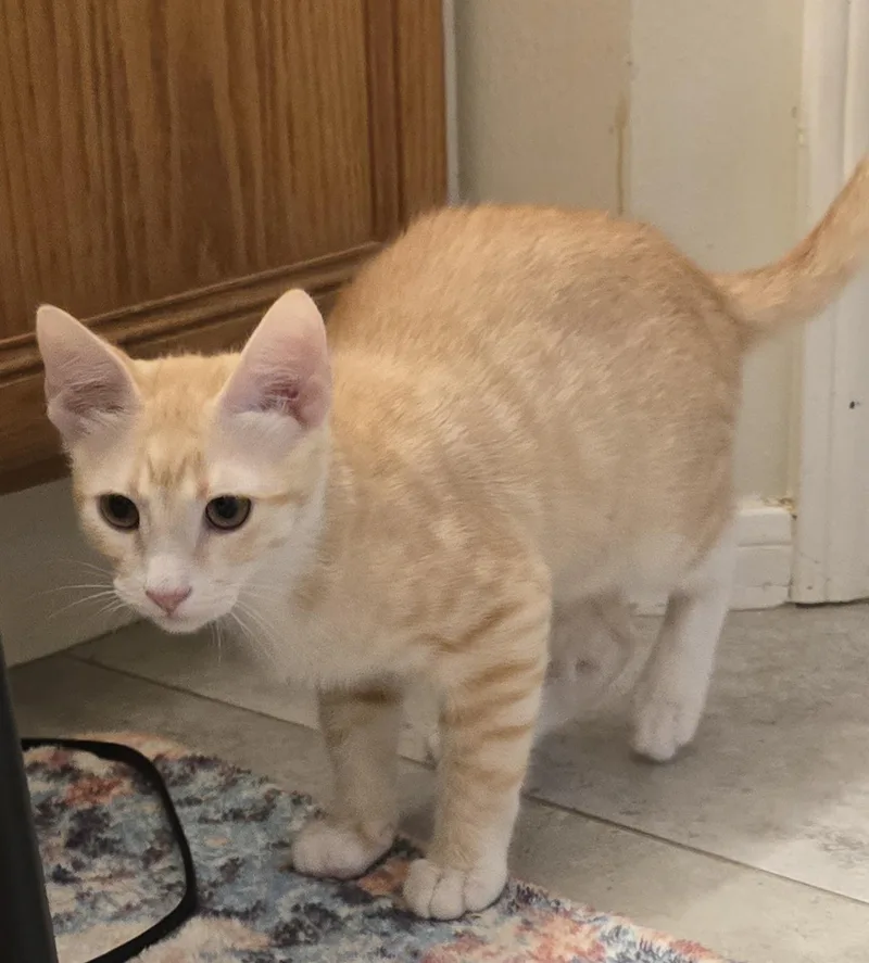 Haskel Ort thumbnail 5