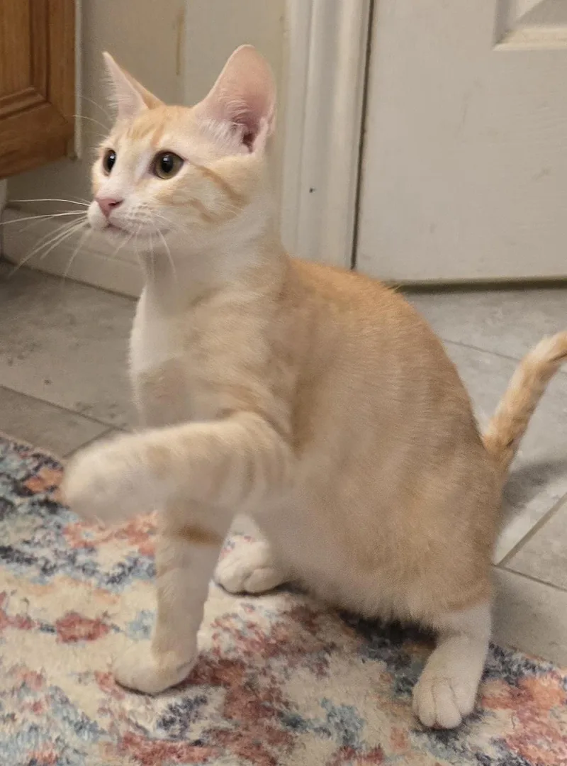 A baby medium-sized male Tabby (Orange / Red) Domestic Short Hair cat named Haskel Ort for adoption in Missouri City, TX