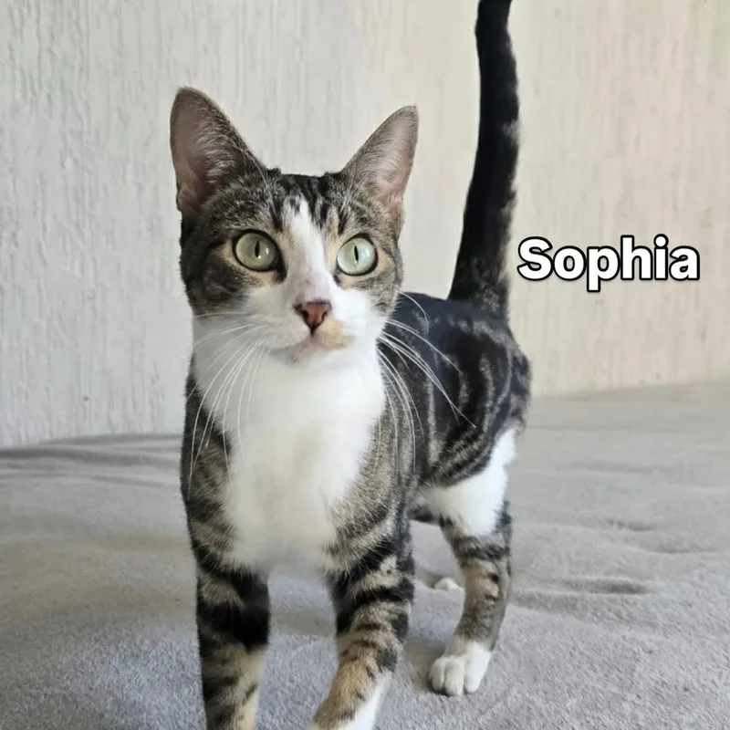 An adult small-sized female Gray & White American Shorthair cat named Sophia for adoption in Escondido, CA