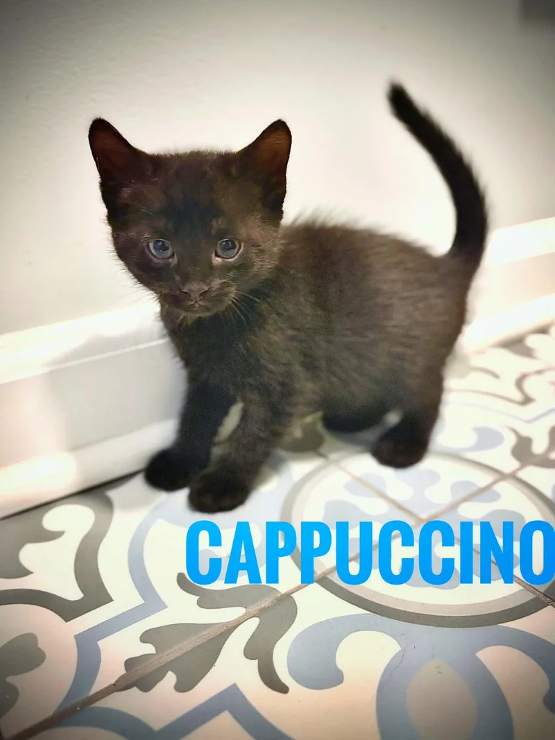 Cappuccino Reilly thumbnail 2