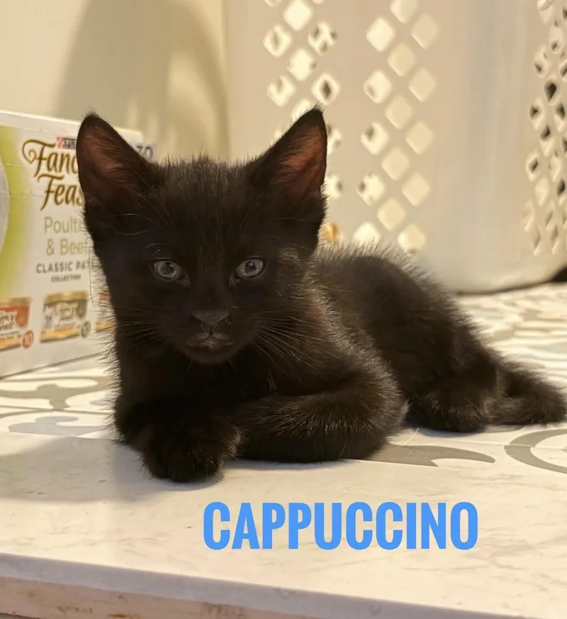 Cappuccino Reilly thumbnail 3