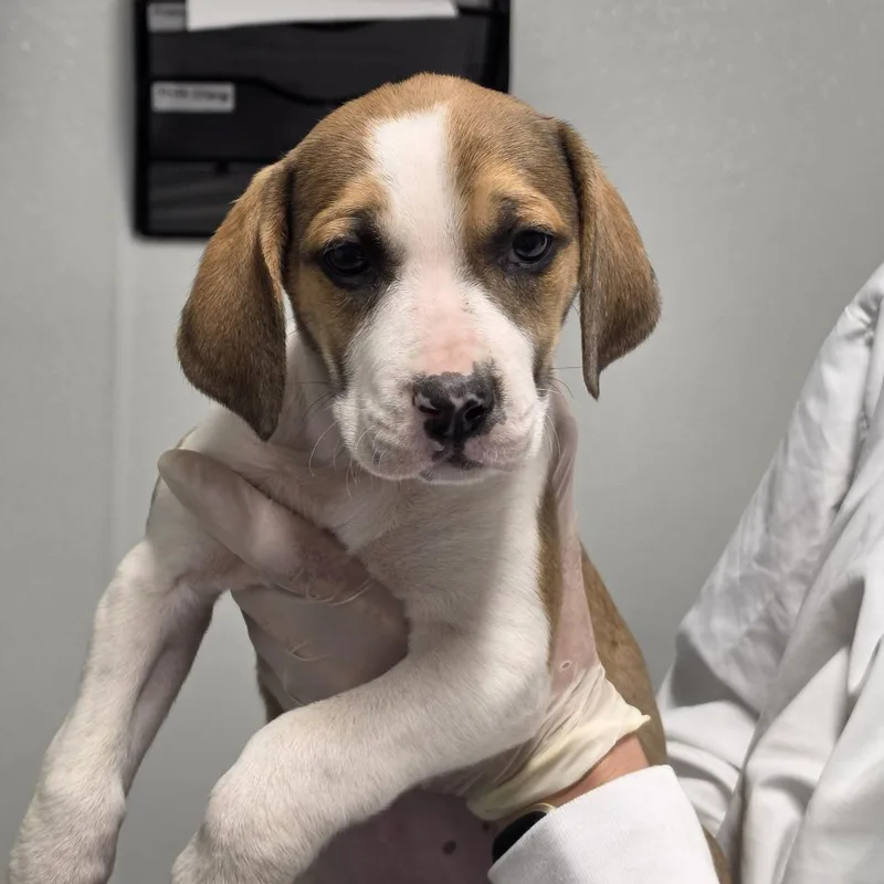 A baby small-sized female White / Cream Mixed Breed dog named Chips for adoption in Troy, IL