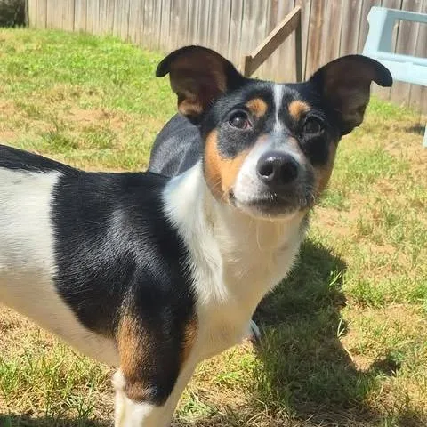 An adult small-sized male White / Cream Rat Terrier dog named Alex for adoption in Dover, AR