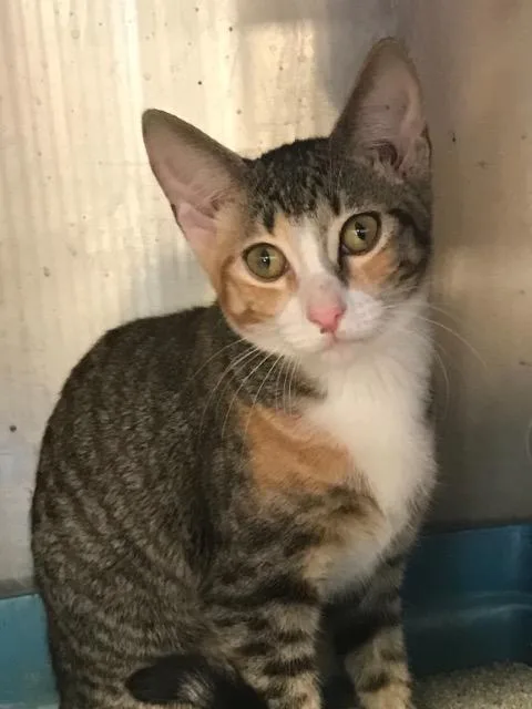 A senior medium-sized female Calico cat named Illy for adoption in Brookhaven, MS