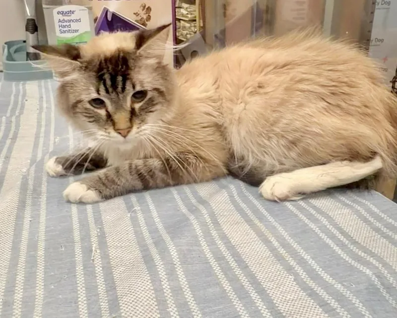 A young large-sized male Ragdoll cat named Valentino for adoption in Augusta, GA