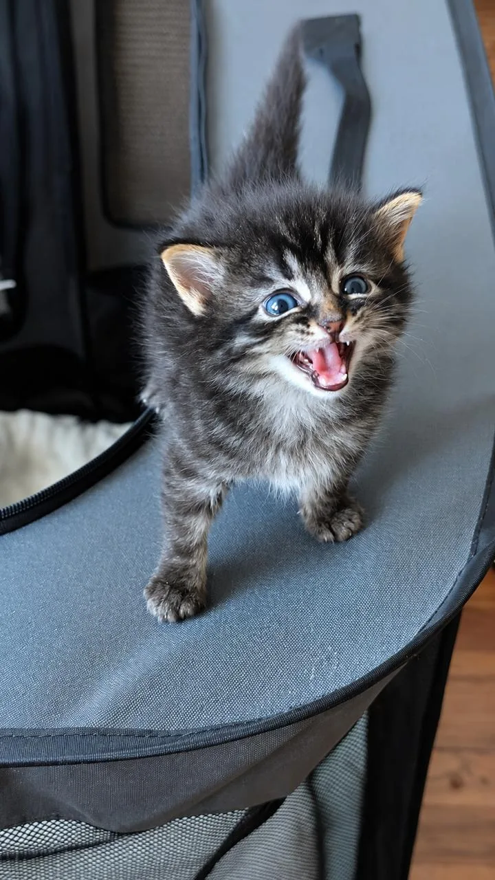 A baby medium-sized male Tabby (Brown / Chocolate) Domestic Long Hair cat named Jupiter for adoption in Los Angeles, CA