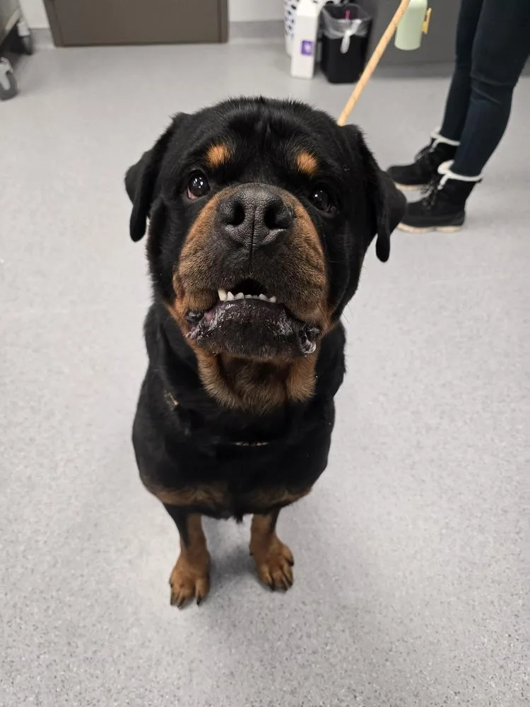 An adult large-sized male Rottweiler dog named Rowdy Rotty Piper for adoption in Wellington, KS