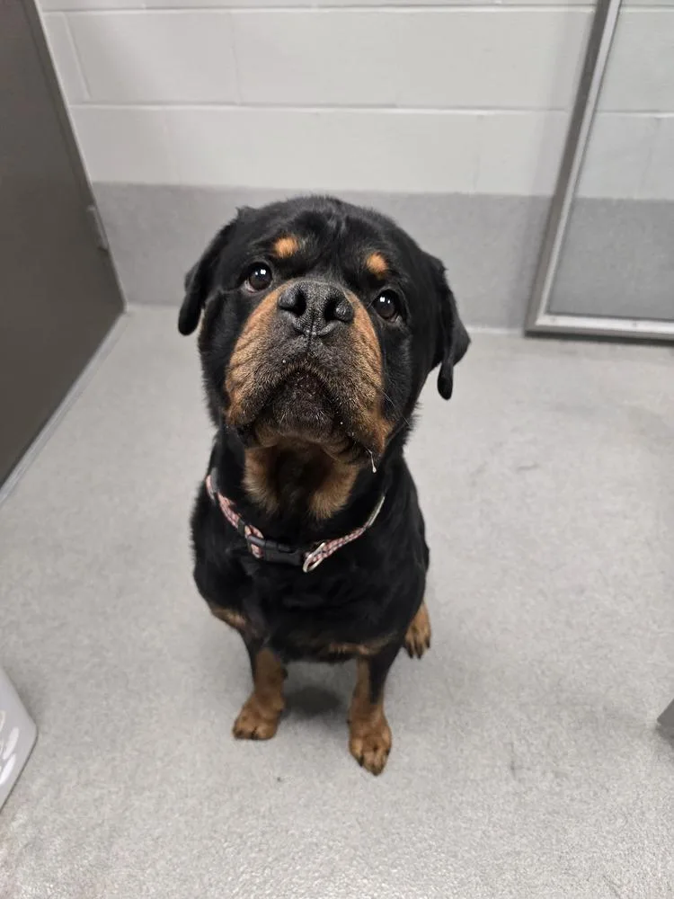 Rowdy Rotty Piper thumbnail 2