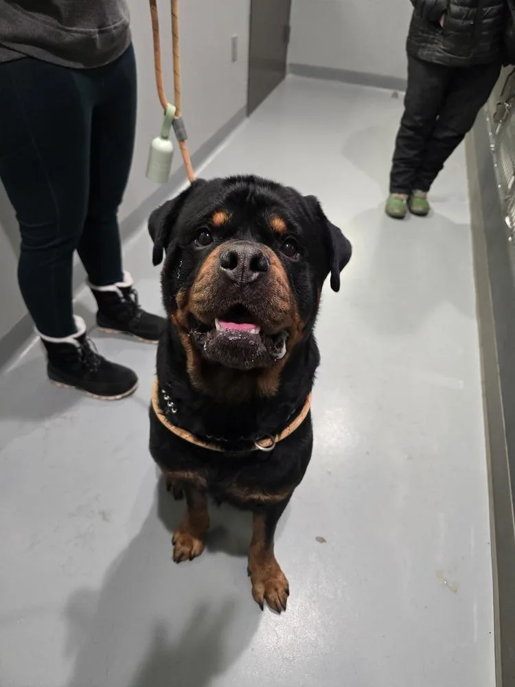 Rowdy Rotty Piper thumbnail 3