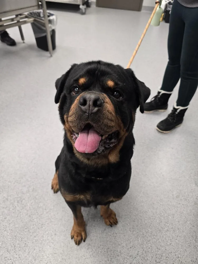 Rowdy Rotty Piper thumbnail 4
