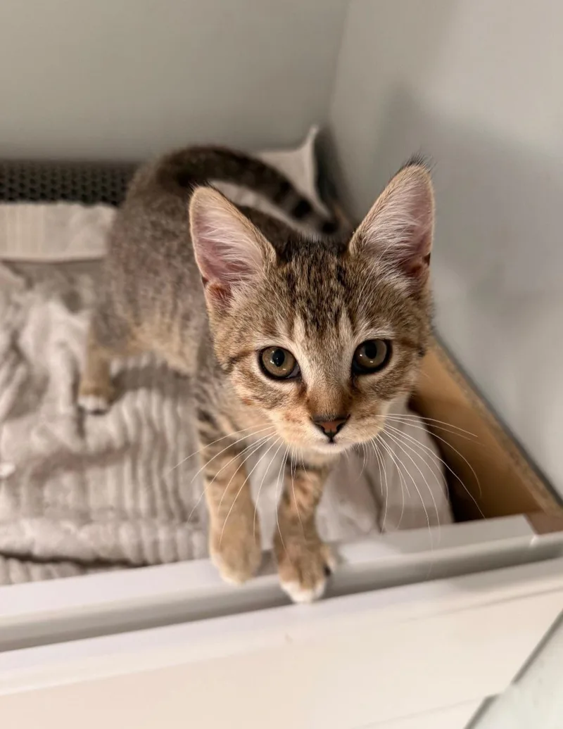 A baby medium-sized female Tabby (Brown / Chocolate) Domestic Short Hair cat named Peso for adoption in Clayton, NJ