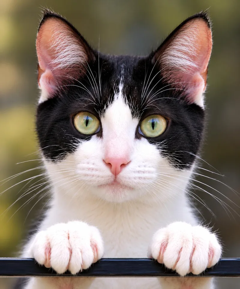 A baby medium-sized female White Domestic Short Hair cat named Christina H for adoption in Fresno, CA