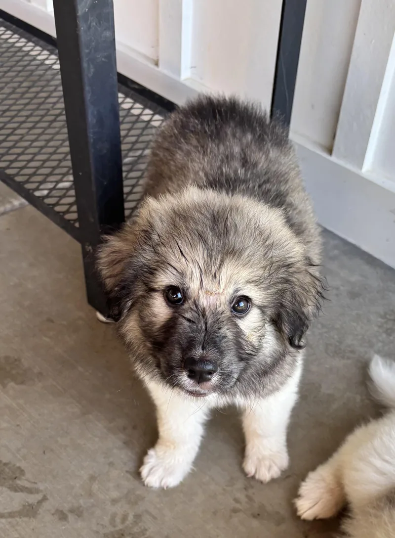 A baby large-sized female Great Pyrenees dog named Mj for adoption in Lexington, KY