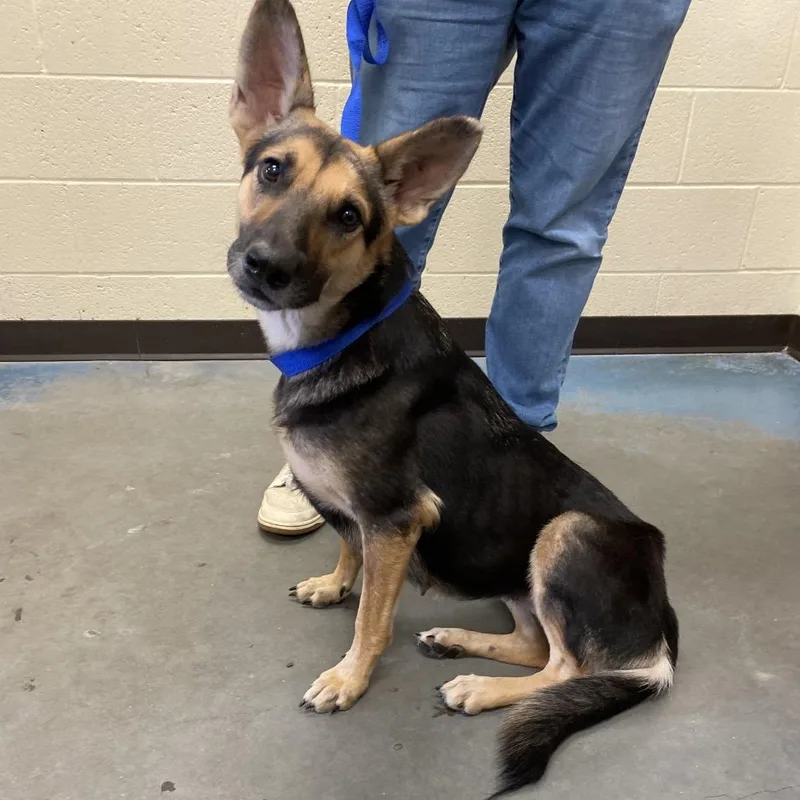 An adult medium-sized female Mixed Breed dog named Astrid for adoption in Memphis, TN