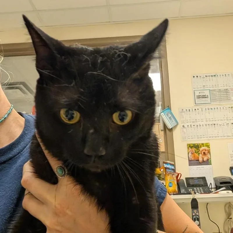 An adult large-sized male Black Domestic Short Hair cat named Dot Cake for adoption in Baltimore, MD