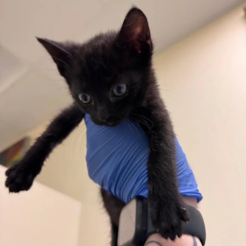 A baby small-sized male Black Domestic Short Hair cat named Timmy for adoption in Lynchburg, VA