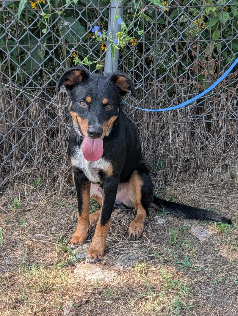 A young medium-sized male Black Rottweiler dog named Tony for adoption in Lewisburg, TN