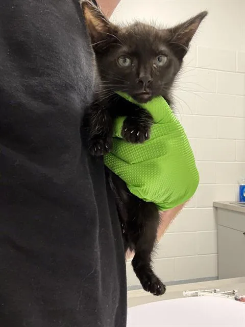 A baby small-sized female Domestic Short Hair cat named Renna for adoption in Indianapolis, IN