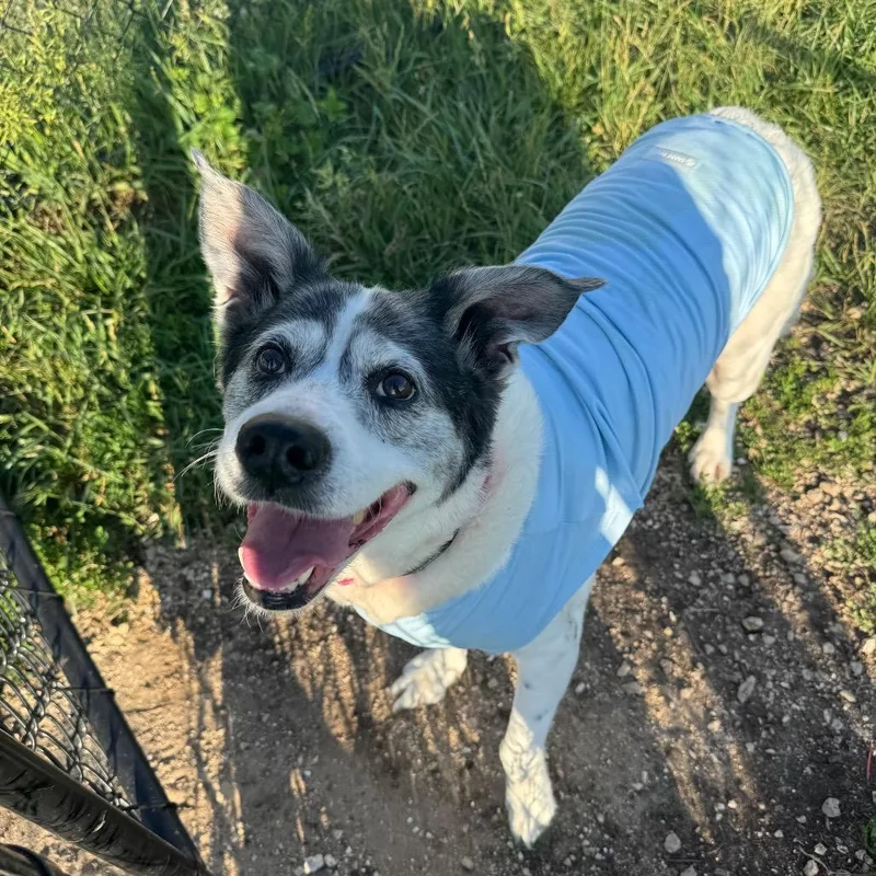 A senior medium-sized female Australian Cattle Dog / Blue Heeler dog named Bandit for adoption in Monticello, IA