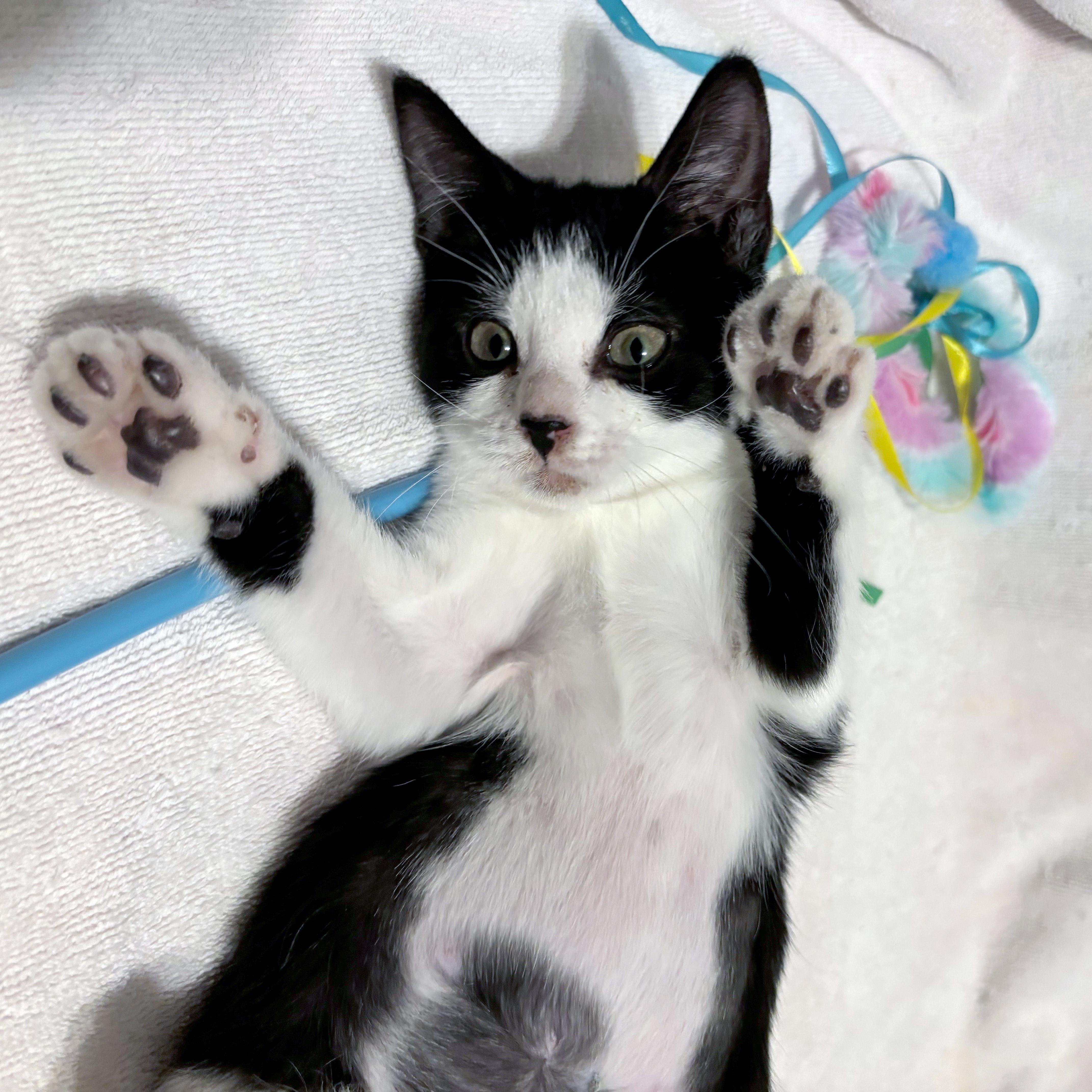 A baby medium-sized female Black & White / Tuxedo Domestic Short Hair cat named Pomni for adoption in Lake Monroe, FL