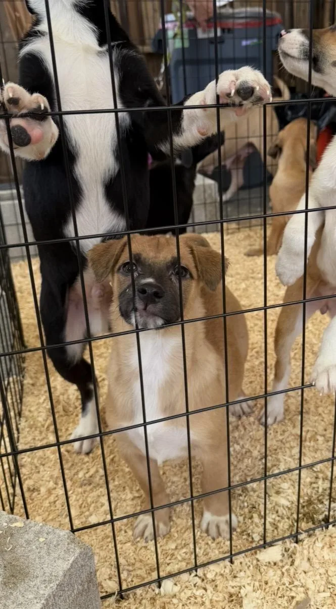A baby medium-sized female Golden Retriever dog named Annie for adoption in Wonder Lake, IL