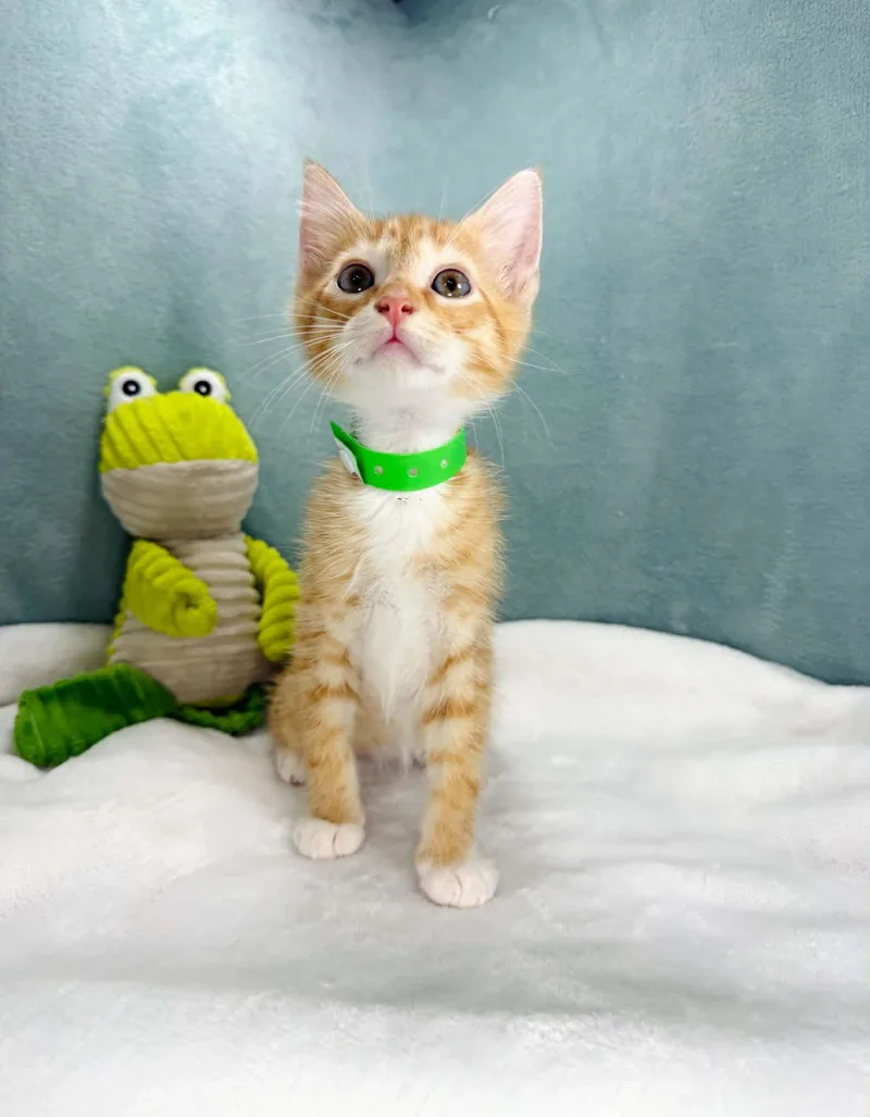 A baby small-sized male Orange & White Tabby cat named Blakely for adoption in Tavares, FL