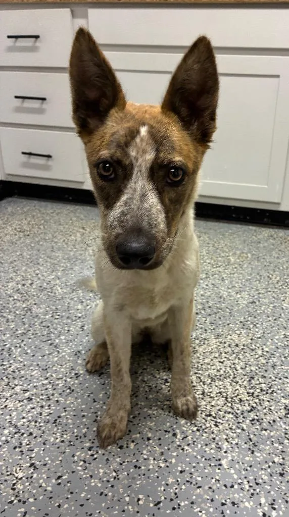 A young medium-sized female Australian Cattle Dog / Blue Heeler dog named China for adoption in Seven Points, TX