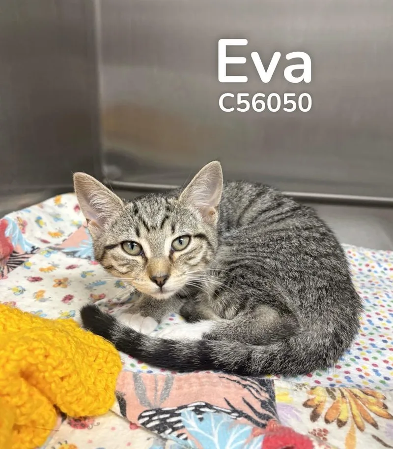 A baby medium-sized female Domestic Short Hair cat named Eva for adoption in Clarksville, TN