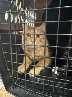 An adult medium-sized male Domestic Short Hair cat named Samuel for adoption in Longmont, CO